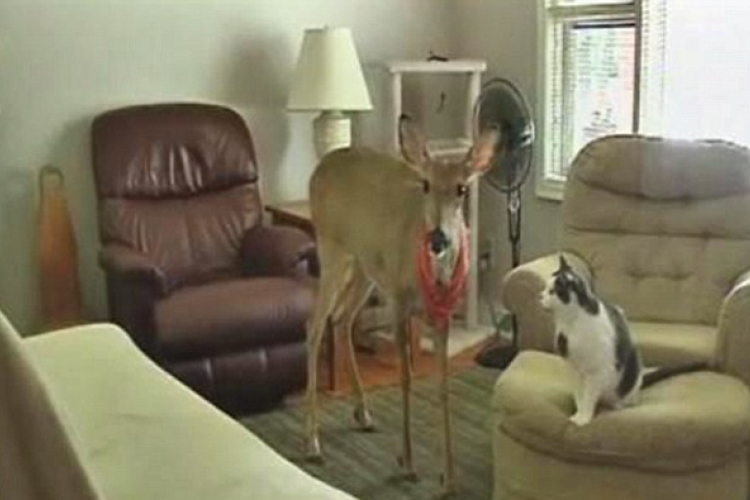 Háziállatként él a szarvastehén 