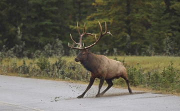 Szarvassal ütközött egy motoros- A helyszínen meghalt