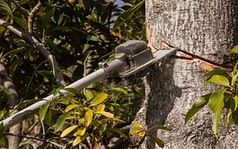 SZÜNET A KÖZTERÜLETI METSZÉSBEN