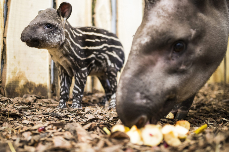 Ennyire cuki az egyhetes tapírbébi!