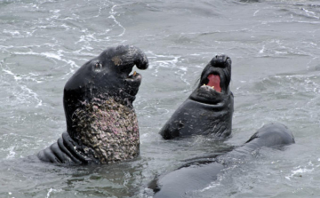 Állati nevetések avagy nevető állatok