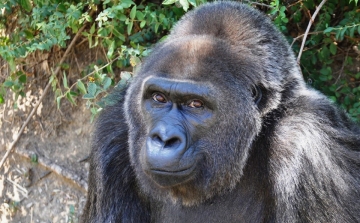 63 évesen elpusztult a legidősebb gorilla