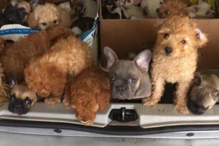 Harmincegy kiskutyát csempészett egy olasz férfi Magyarországról