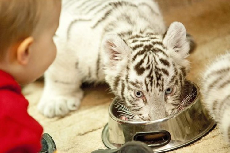 Cseperednek már a Xantus János Állatkert fehér bengálitigris-kölykei