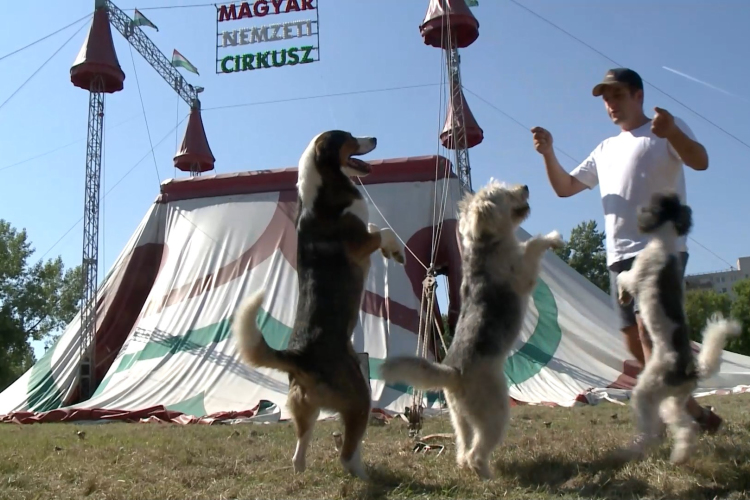 Újra Győrben a Magyar Nemzeti Cirkusz