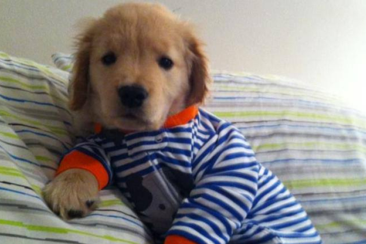 A vak golden retriever kiskutya már igazi sztár