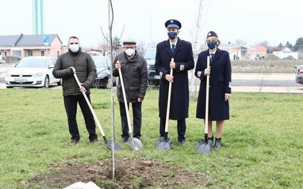 Csornán és Kapuváron is van már életfa!