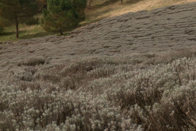 Fűben, fában orvosság