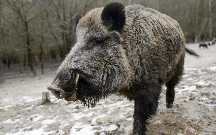 Vaddisznóveszély Révfülöpön 