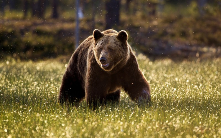 Vigyázz! Medveveszély már hazánkban is