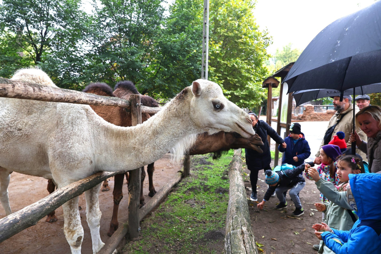 Fogyatékkal élők ünnepe a győri állatkertben