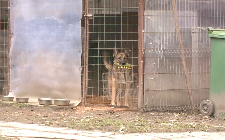 Szilveszterkor elkóborolt állatokon segítettek