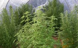 Vadkender-termesztőket fogtak el Zámoly külterületén