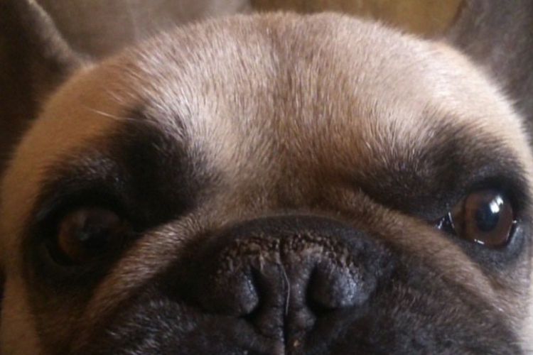 Kutya meleg van! – ezekre figyeljenek a gazdik!