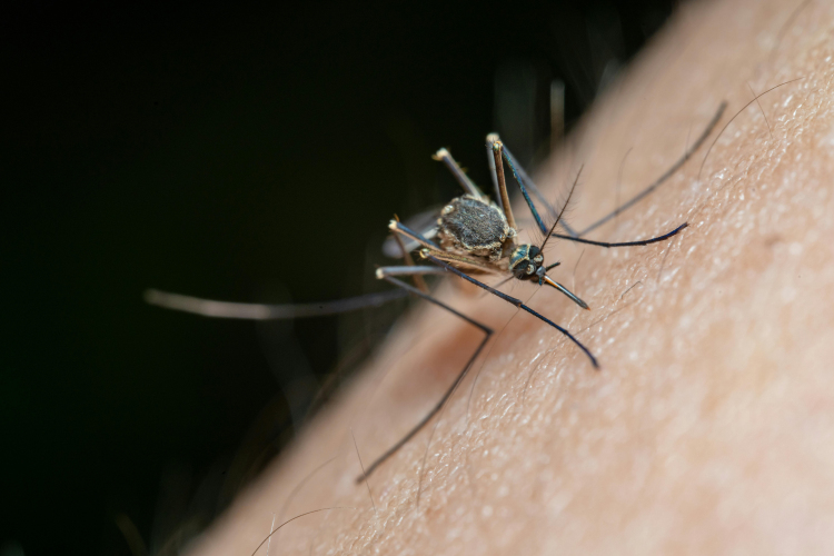 A Győri járás 22 települése nyert közös támogatást szúnyoggyérítésre