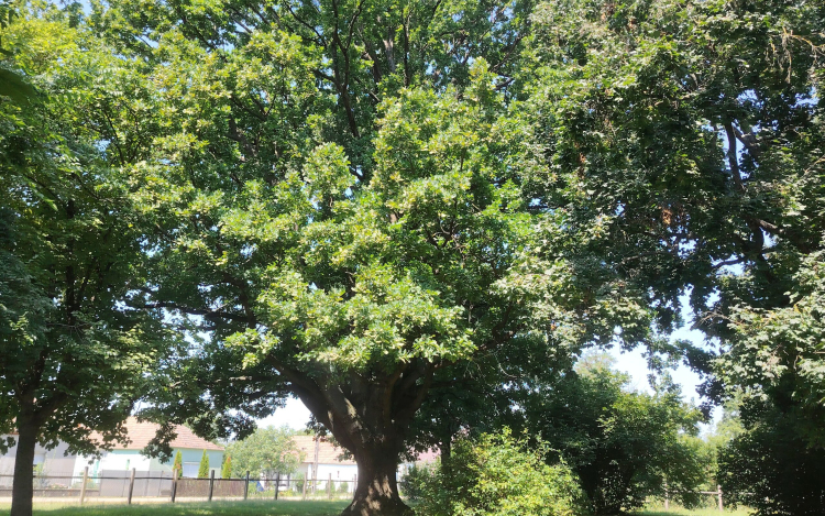 Az Év Fája lehet a csikvándi kocsányos tölgy