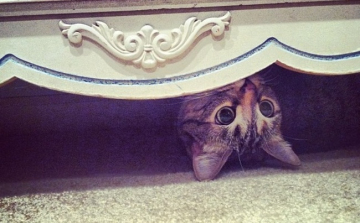 Napi cukiság - Rejtőző macskák 