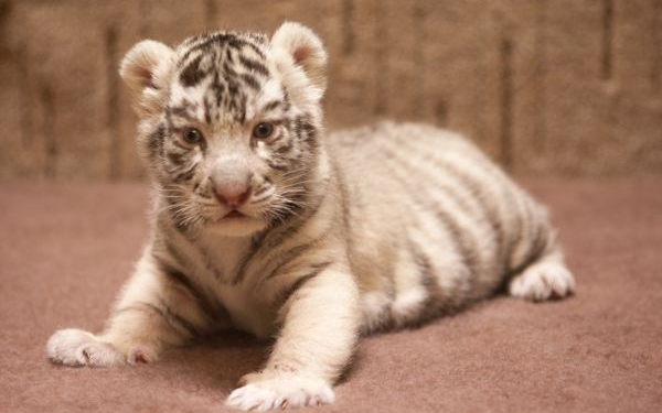 Másfél napos koruk óta egy lakásban élnek a győri kistigrisek