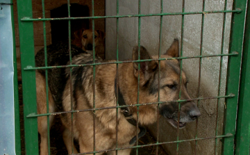 Sok kutya menekült a hangzavartól szilveszterkor