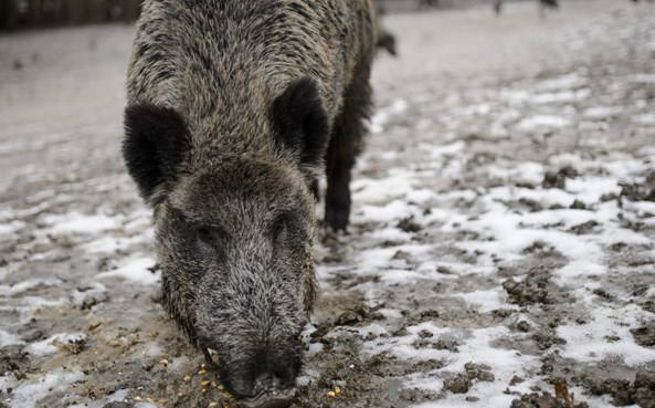 Beköltöztek a vaddisznók Budapestre