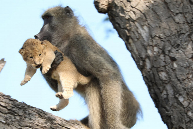 Pávián cipelte az oroszlánkölyköt