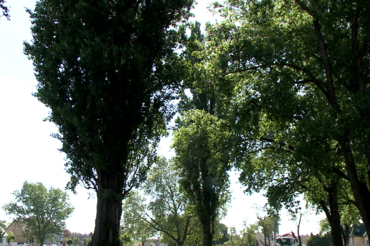 Elővigyázatosan a kullancsokkal