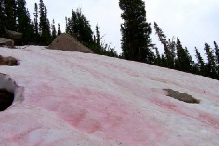 Piros hó eshet a napokban