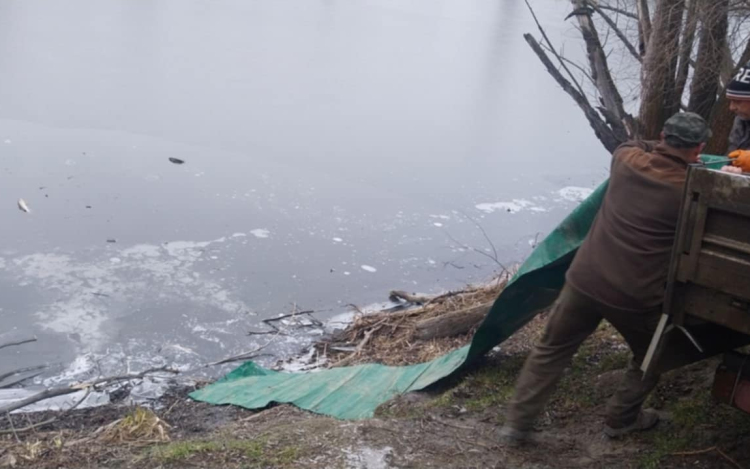 Jeget kellett törni a haltelepítéshez