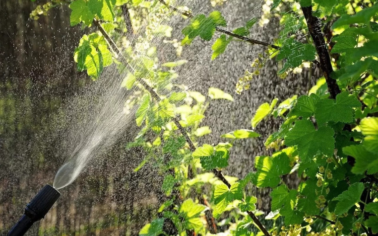 Növényvédelmi munkák lesznek Győrben éjszaka