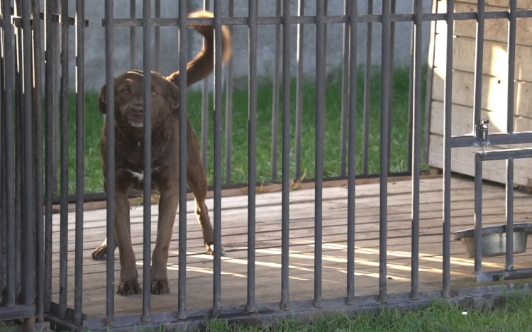 Sok dolguk volt az önkénteseknek