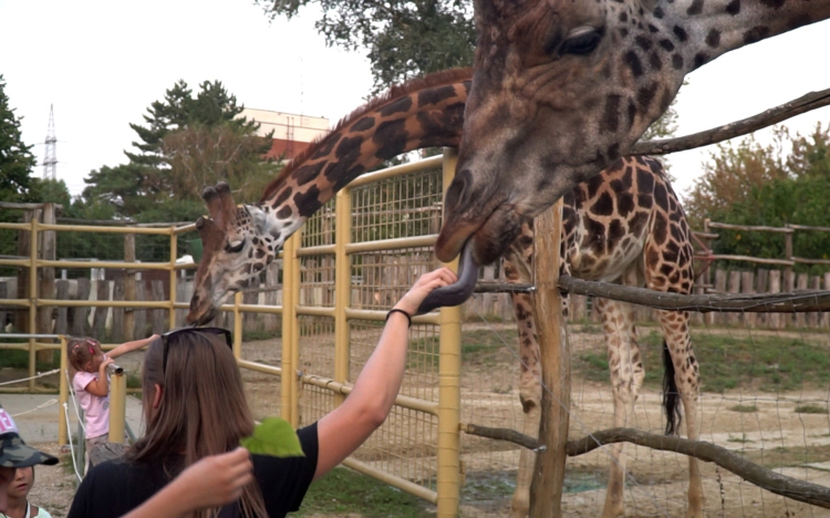 Pénteken lesz az Állatkertek éjszakája – Győrben is lesznek programok