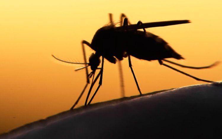 Ma este is lecsapnak a szúnyogokra