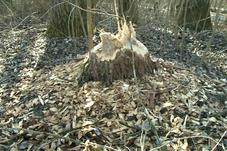 Könnyebben gyéríthetik a hódokat