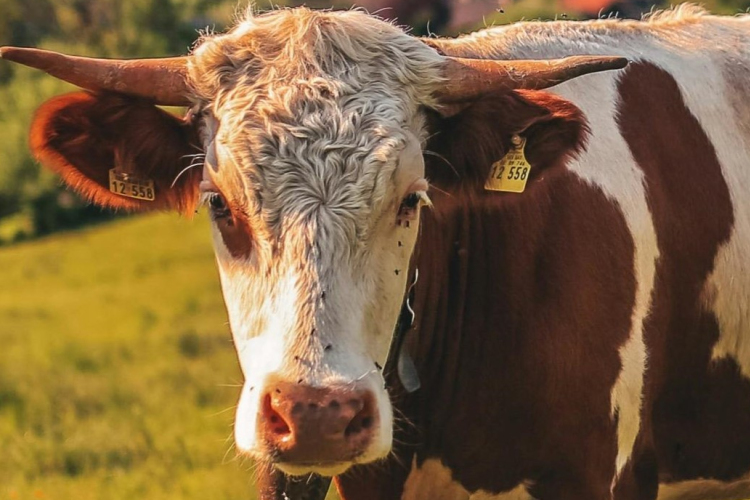 Nagy István: újabb szigorítások és intézkedések jönnek a ragadós száj- és körömfájás megfékezése érdekében