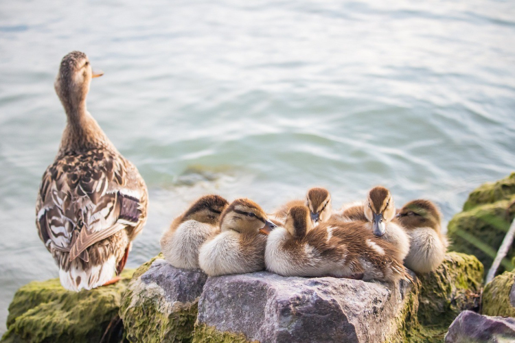 Ismét zártan kell tartani a baromfikat madárinfluenza-veszély miatt