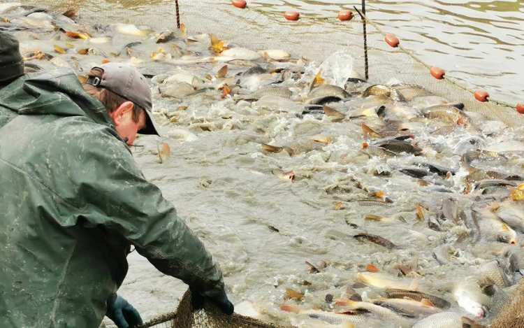 Majdnem tragédiába torkollott a haltelepítés