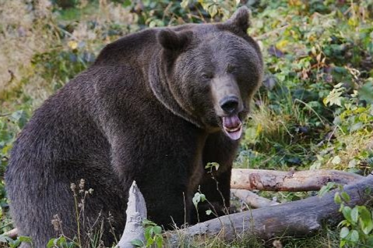 Megsérült egy balesetben egy medve