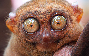 Elképesztő törvények különböző országokból