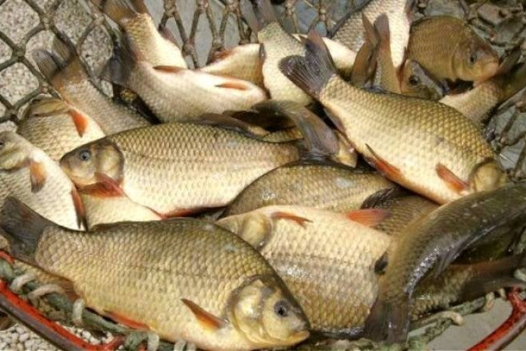 Indul a karácsonyi kitelepülős halvásár: ennyibe kerül a ponty