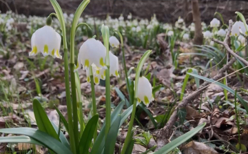 Csodaszép a virágzó tőzike