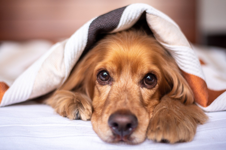 Kötelező ebösszeírás év végéig