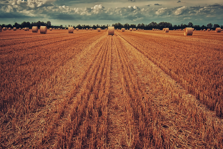 Putyin: az év végéig 30 millió tonna orosz gabona juthat el a rászoruló országokba