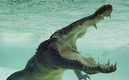 A krokodilok alkalomadtán gyümölcsöt is esznek