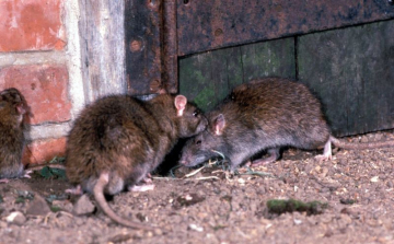 A patkányokkal küzdenek Nagyszentjánoson