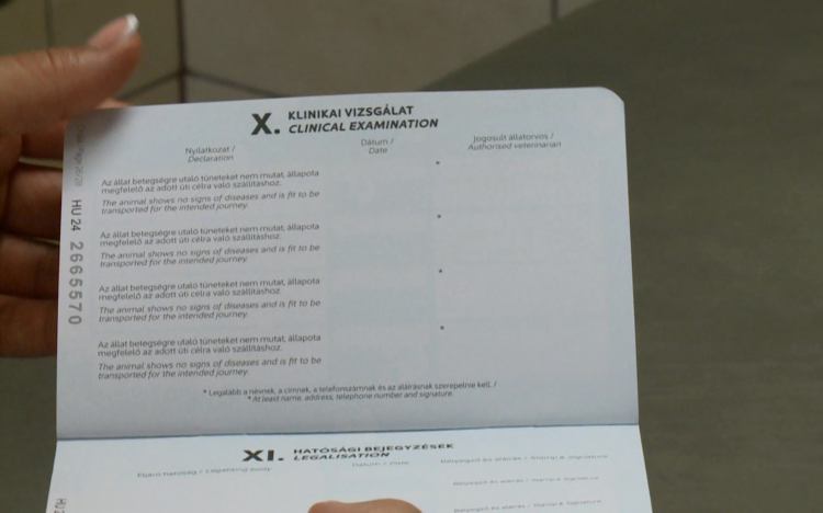 Nem csak nekünk, a kutyának és a macskának is kell útlevél külföldre utazáskor