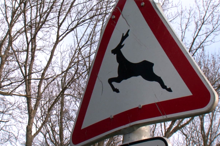 Óvatosan közlekedjünk az erdőkben