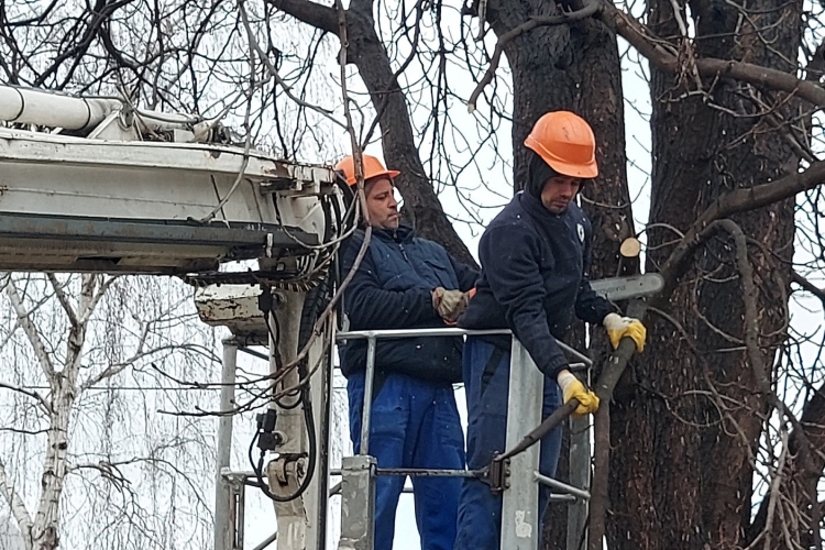 Több adyvárosi utcában tilos lesz a parkolás fametszés miatt