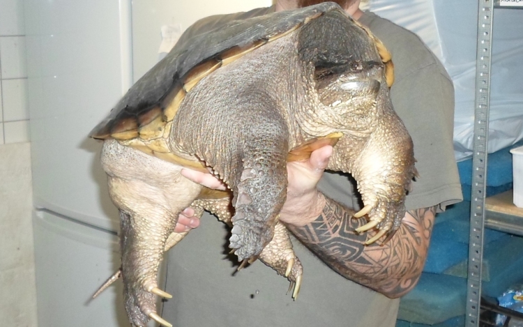 Veszélyes teknőst találtak az adyvárosi tó csatornájában