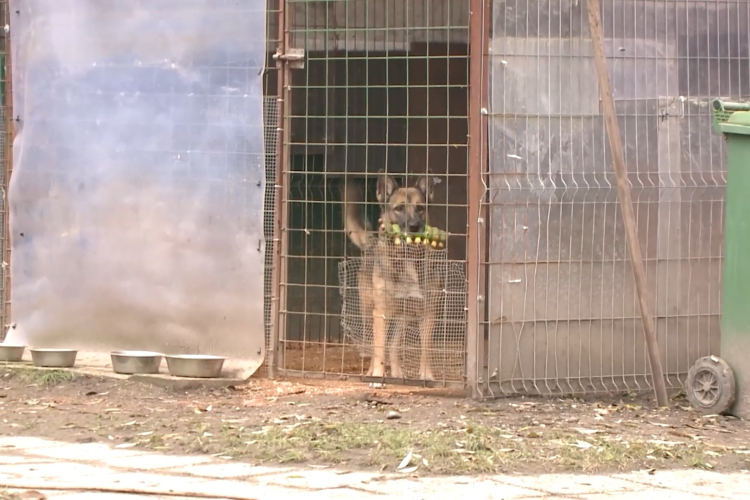 Szilveszterkor elkóborolt állatokon segítettek