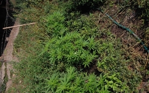 Cannabist növesztett a kertben, a szülőknek azt mondta paradicsom